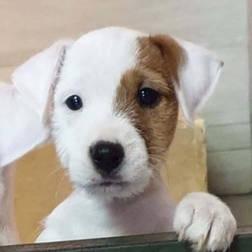 Meet your Posher, Jeffrey